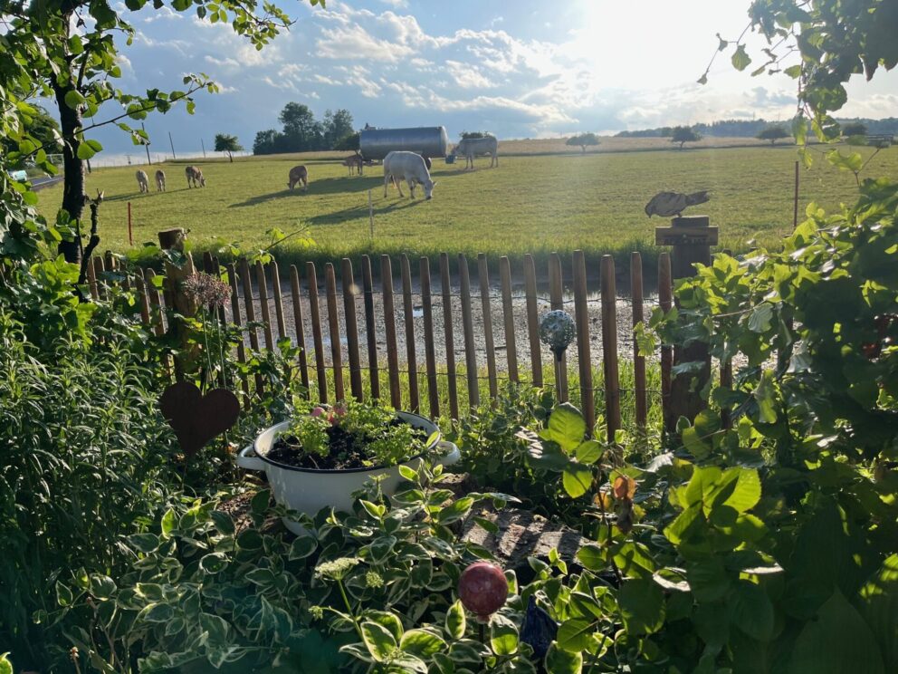 Robinia schapenhekwerk 80 cm hoog, latafstand 4 cm met robinia paal 160 cm lang, diameter 10/12 cm met koeien in de wei op de achtergrond