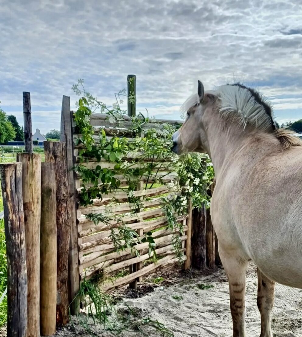 Houten omheiningen voor dierenverblijven