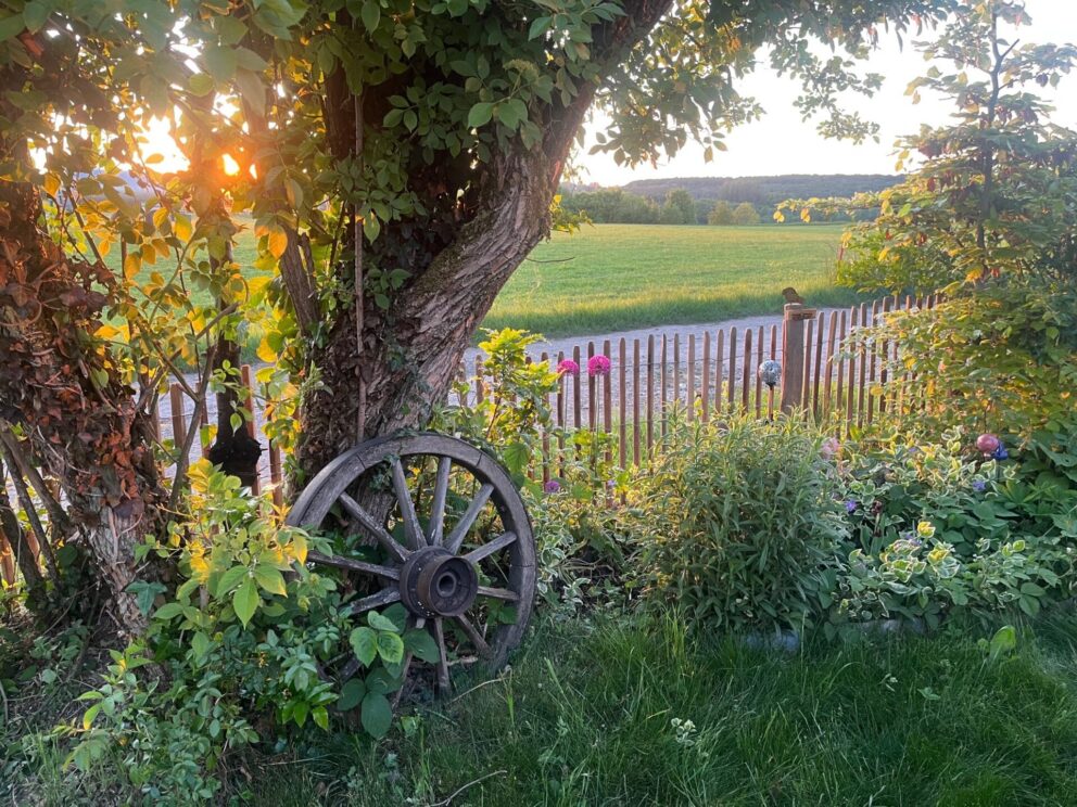 Robinia schapenhekwerk 80 cm hoog, latafstand 4 cm met robinia paal 160 cm lang, diameter 10/12 cm met zonsondergang