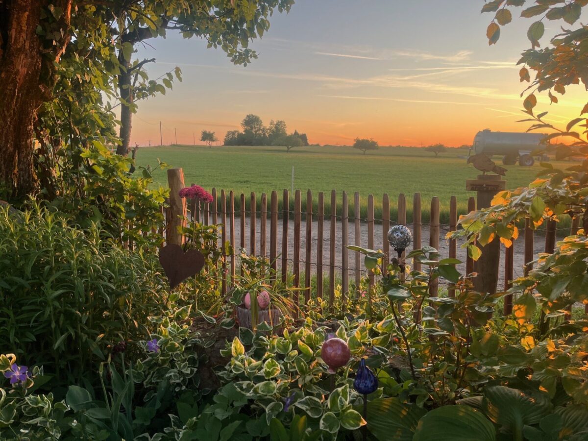 Robinia schapenhekwerk 80 cm hoog, latafstand 4 cm met robinia paal 160 cm lang, diameter 10/12 cm met zonsondergang