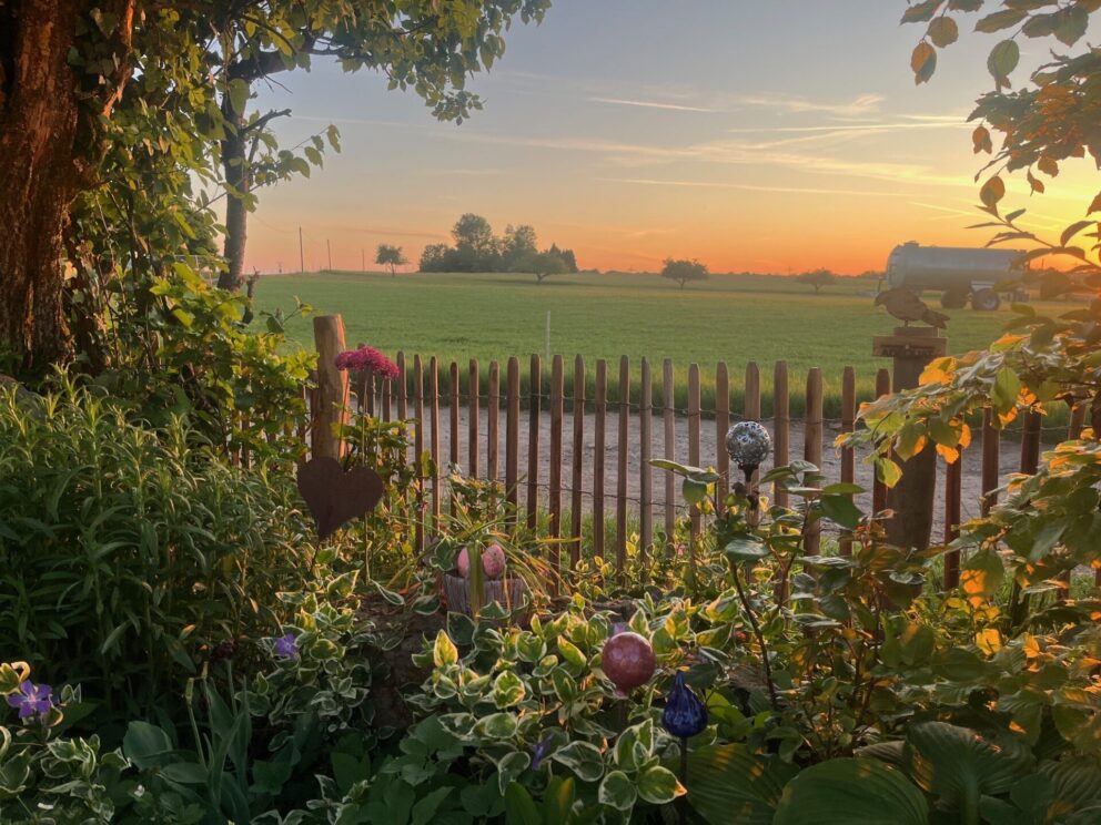 Robinia schapenhekwerk 80 cm hoog, latafstand 4 cm met robinia paal 160 cm lang, diameter 10/12 cm met zonsondergang