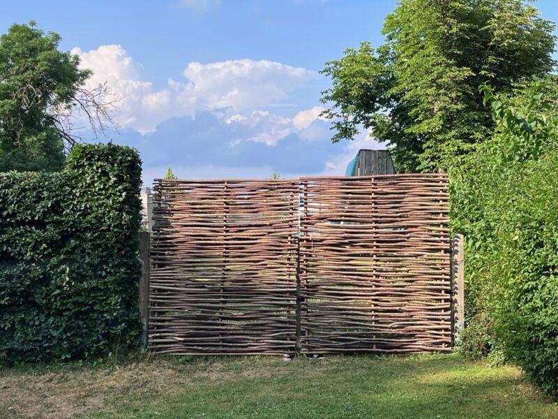 Hazelaarscherm Somme 1 (150 hoog x 180 breed cm) tussen twee struiken