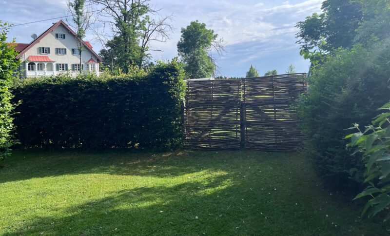 Hazelaarscherm Somme 1 (150 hoog x 180 breed cm) tussen twee struiken
