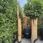 Kastanje paal 300 cm lang, diameter 10-12 cm, gepunt en kastanje paal 200 cm lang, diameter 10-12 cm, gepunt. Privacy bij een ijsbad.