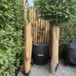 Kastanje paal 300 cm lang, diameter 10-12 cm, gepunt en kastanje paal 200 cm lang, diameter 10-12 cm, gepunt. Privacy bij een ijsbad.