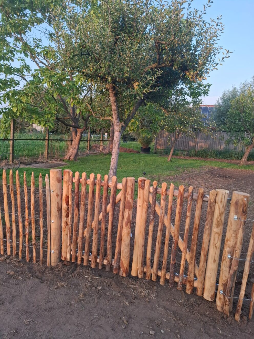 Frans schapenhek kastanje 100 cm hoog, latafstand 6 cm, 10 meter rol, robinia paal 160 cm lang, diameter 8/10 cm, geschild gepunt, schapenhek poort kastanje dubbel, 80 cm breed en 100 cm hoog.