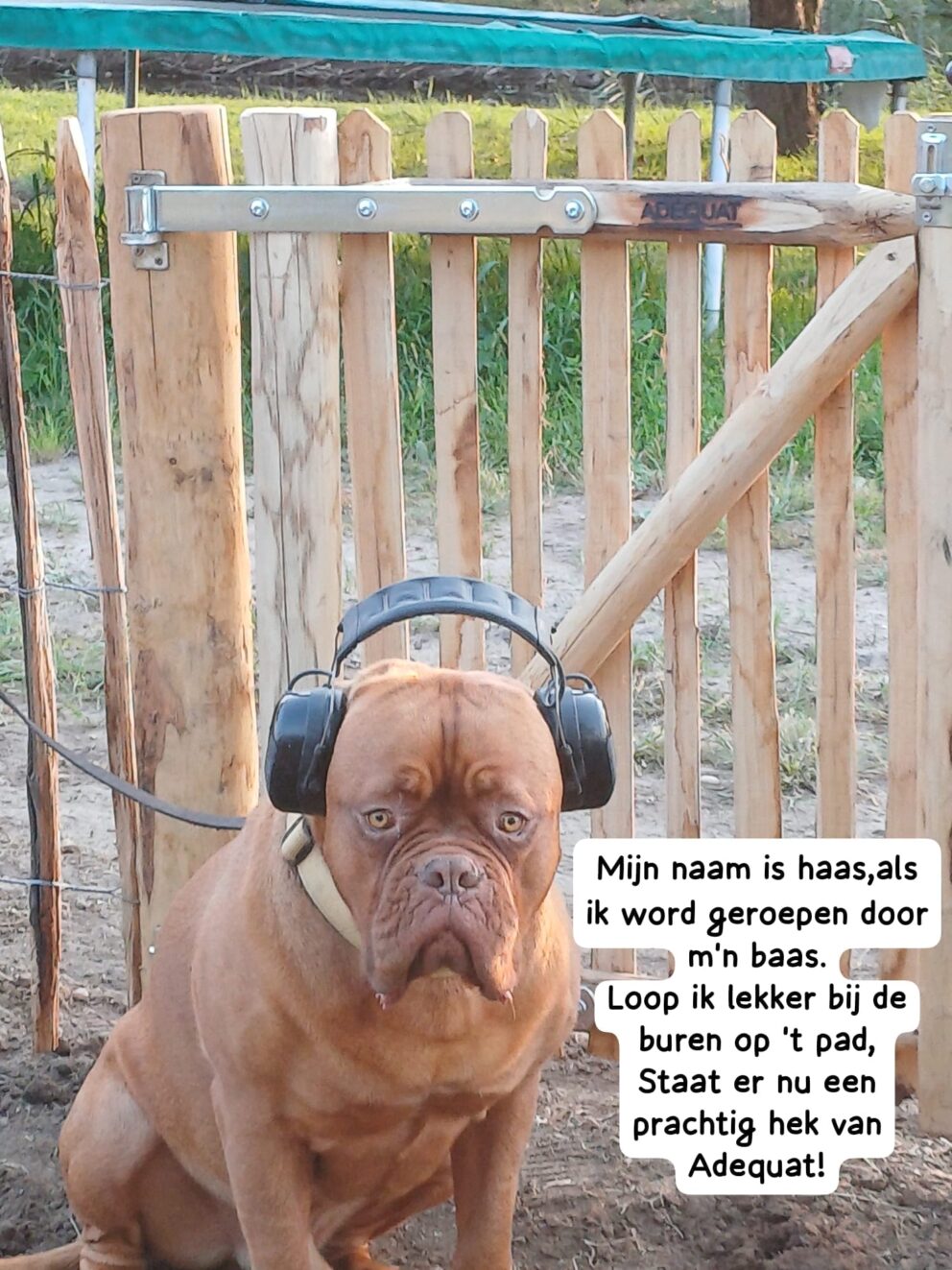 Frans schapenhek kastanje 100 cm hoog, latafstand 6 cm, 10 meter rol, robinia paal 160 cm lang, diameter 8/10 cm, geschild gepunt, schapenhek poort kastanje dubbel, 80 cm breed en 100 cm hoog. Haas de hond.