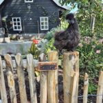 Frans schapenhek kastanje 50 cm hoog, latafstand 6 cm, 10m rol, kastanje paal 150/160 cm lang, diameter 10/12 cm, gepunt en schapenhek poort kastanje enkel 100 breed x 80 hoog, rechtsdraaiend. Zijdehoen kip.