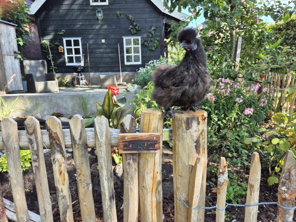 Frans schapenhek kastanje 50 cm hoog, latafstand 6 cm, 10m rol, kastanje paal 150/160 cm lang, diameter 10/12 cm, gepunt en schapenhek poort kastanje enkel 100 breed x 80 hoog, rechtsdraaiend. Zijdehoen kip.