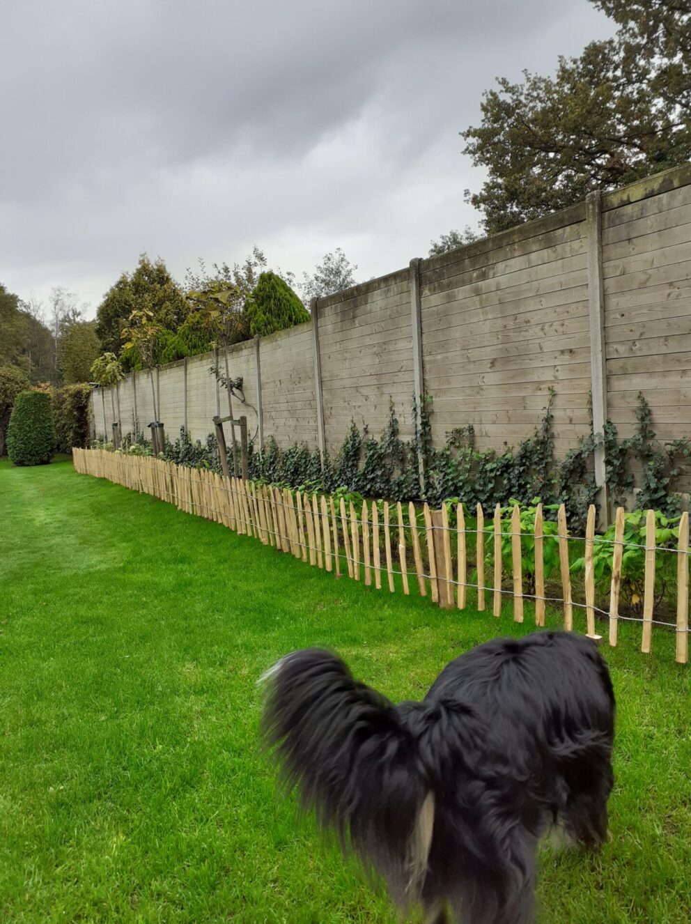 Frans schapenhek kastanje 50 cm hoog, latafstand 10 cm, 10 meter rol en kastanje paal (aanbieding), 100 cm lang, diameter 5/7 cm