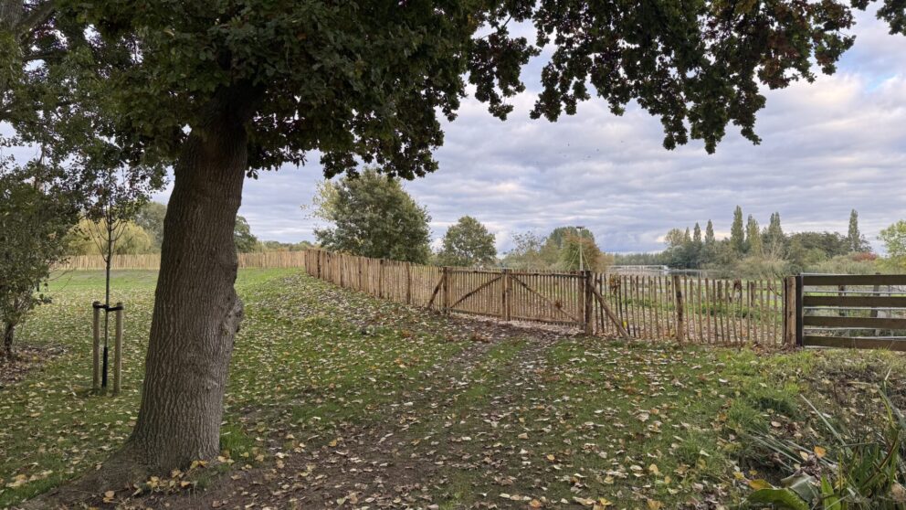 Schapenhek poort kastanje dubbel 100 cm hoog, 180 cm breed