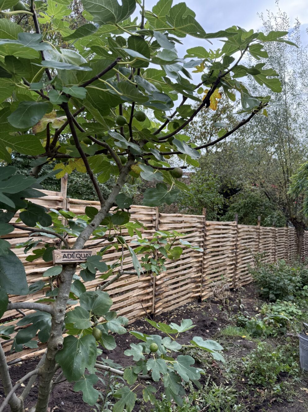 Vlechtscherm kastanje 180 x 180 cm en kastanje paal 300 cm lang, diameter 7-9 cm, gepunt