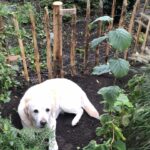 Kastanje paal 120 cm lang, diameter 7-9 cm, gepunt, Frans schapenhek kastanje 80 cm hoog, latafstand 10 cm, 10 meter rol, hond in de tuin