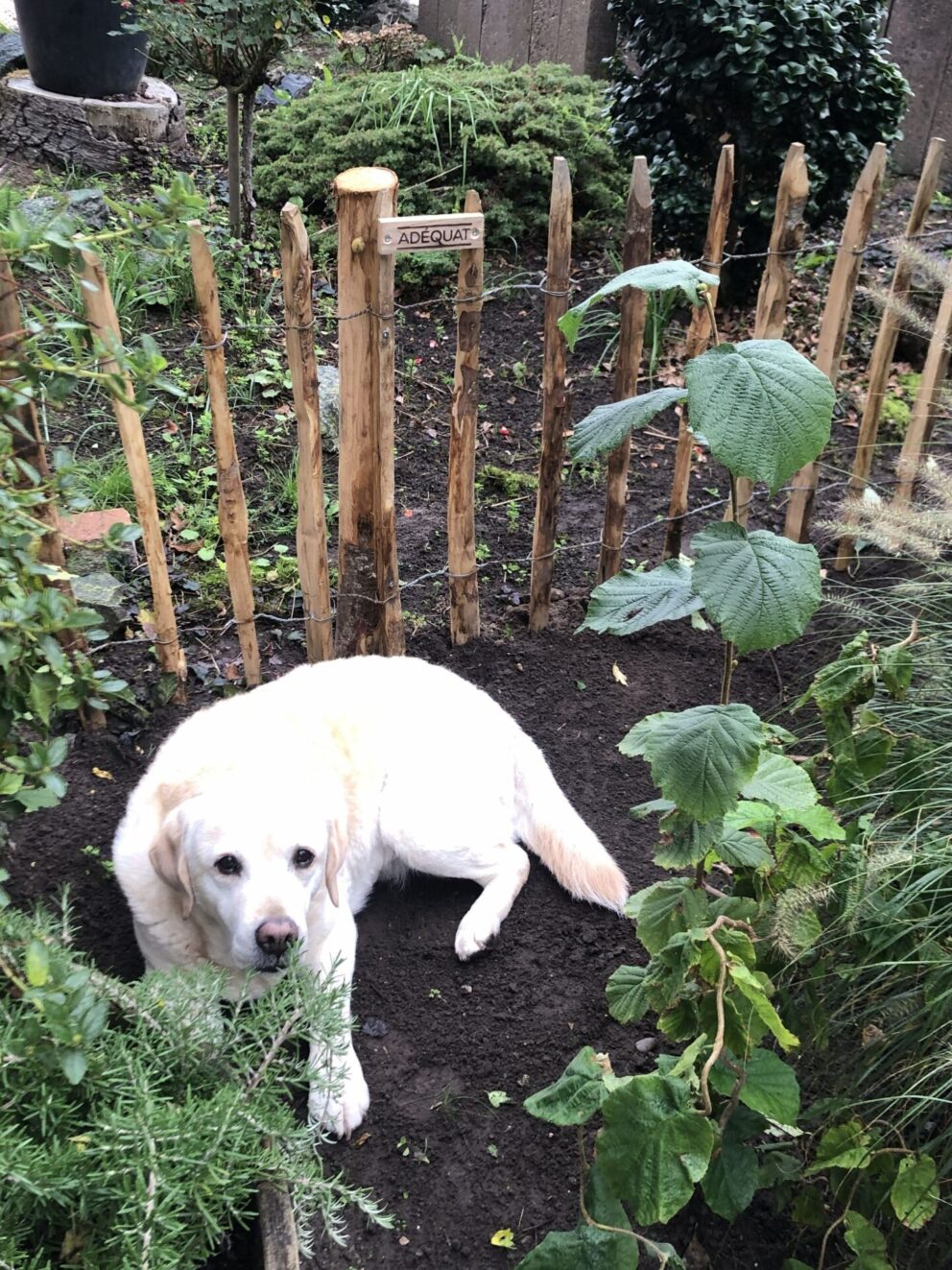 Kastanje paal 120 cm lang, diameter 7-9 cm, gepunt, Frans schapenhek kastanje 80 cm hoog, latafstand 10 cm, 10 meter rol, hond in de tuin