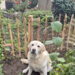 Kastanje paal 120 cm lang, diameter 7-9 cm, gepunt, Frans schapenhek kastanje 80 cm hoog, latafstand 10 cm, 10 meter rol, hond in de tuin