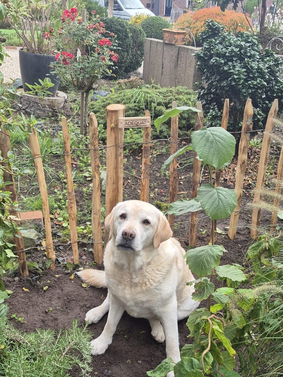 Kastanje paal 120 cm lang, diameter 7-9 cm, gepunt, Frans schapenhek kastanje 80 cm hoog, latafstand 10 cm, 10 meter rol, hond in de tuin