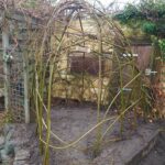 Wilgentenen per bos (18-20 tenen)