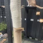 Kastanje paal 175 cm lang, diam. 13-16 cm, gepunt, katten krabpaal