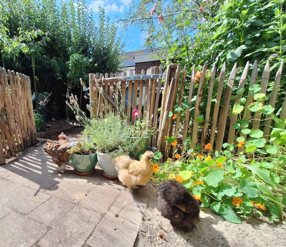 Schapenhek latafstand 4 cm