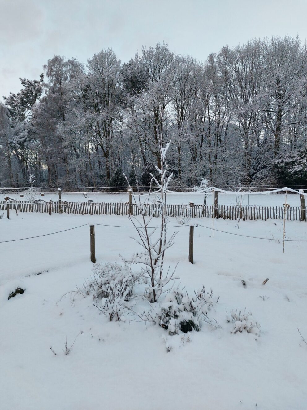 Foto in de sneeuw
