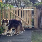 Schapenhek poort kastanje enkel, 100 x 100 cm, linksdraaiend, met hond