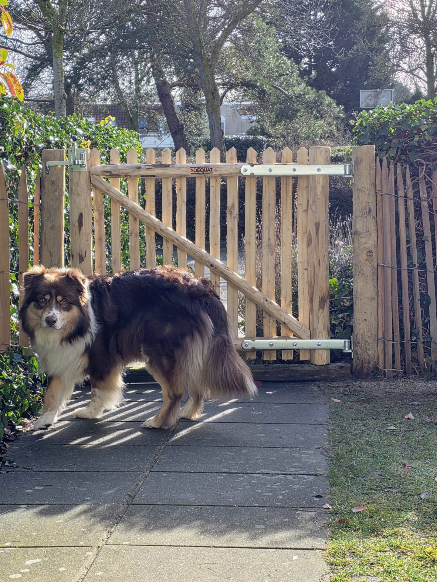 Schapenhek poort kastanje enkel, 120B x 100H (cm), linksdraaiend, met hond