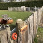 Franse raamwerkpoort dubbel, 100 x 100 cm, schapenweide