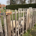 Franse raamwerkpoort dubbel, 100 x 100 cm, schapenweide