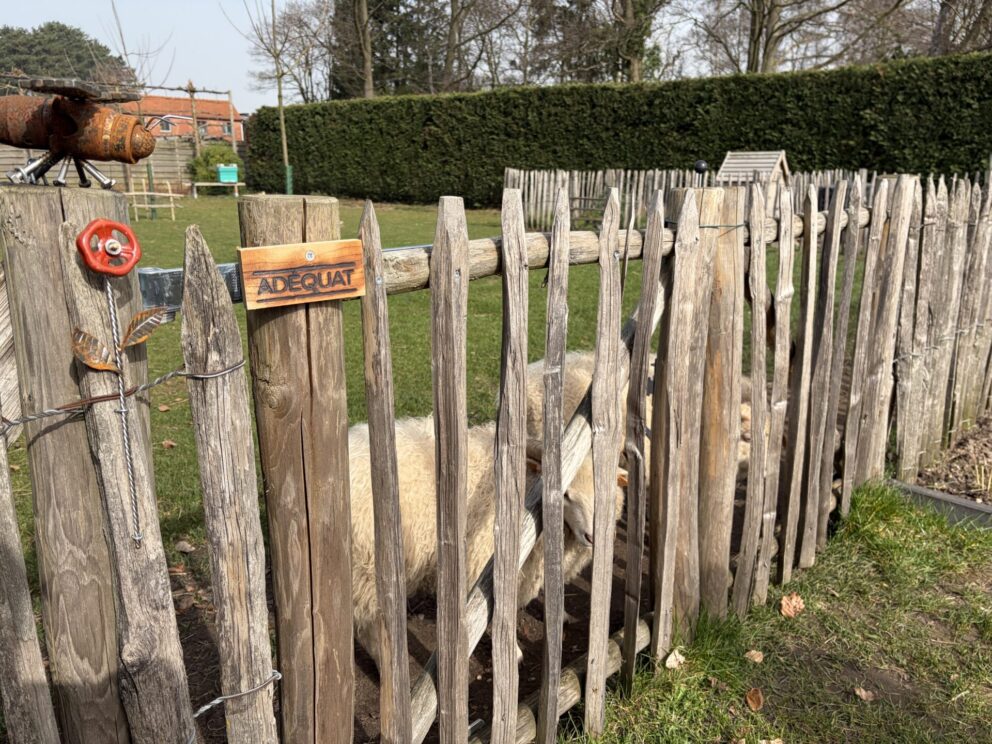 Franse raamwerkpoort dubbel, 100 x 100 cm, schapenweide