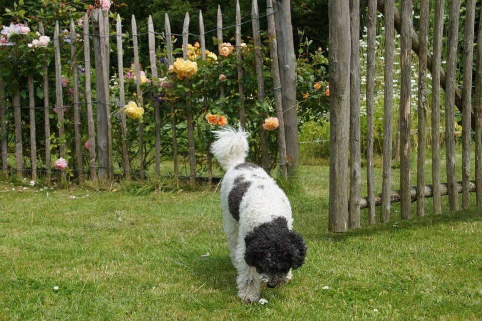 Frans schapenhek kastanje en Franse rondhoutpoort, tuin van Lisette en Bert