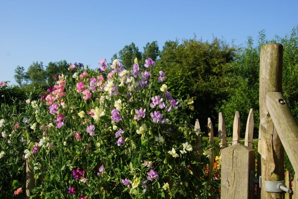 Tuin van Lisette en Bert