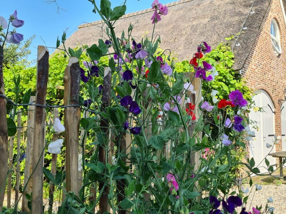 Frans schapenhek kastanje, tuin van Lisette en Bert