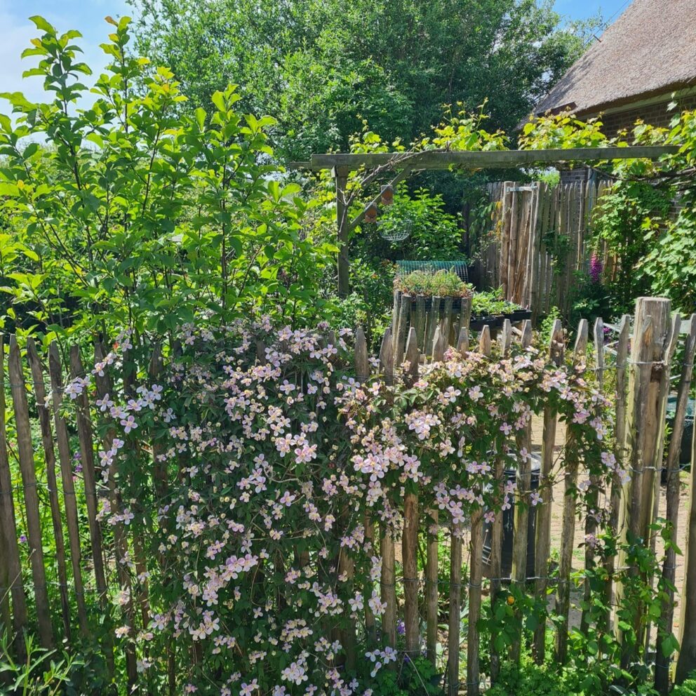 Frans schapenhek kastanje, tuin van Lisette en Bert