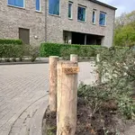 Robinia paal 160 cm lang, diameter 12/14 cm, geschild en gepunt
