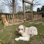 Frans schapenhek kastanje 80 cm hoog, latafstand 10 cm, 10 meter rol, kastanje paal 120 cm lang, diameter 7/9 cm, gepunt en RVS schroeven 4,5 x 60, 100 stuks inclusief bitje