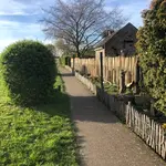 Frans schapenhek kastanje 150 cm hoog, latafstand 4 cm, 2x5 meter rol