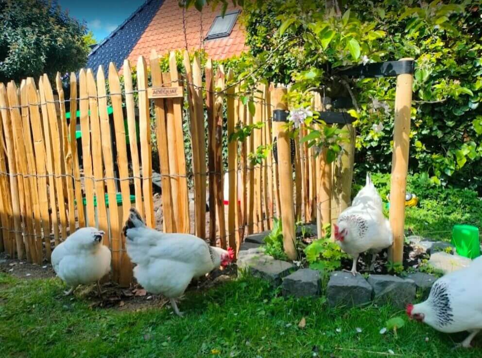 Mooie kippenren gemaakt van een schapenhek