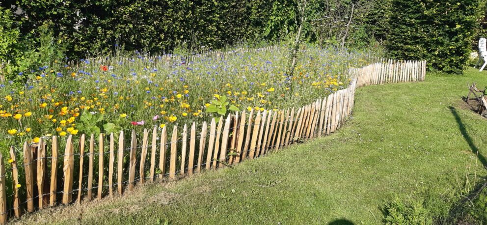 Frans schapenhek kastanje 50 hoog, latafstand 4 cm, 10m rol en kastanje paal 100 cm lang, diameter 7/9 cm gepunt, bloemen