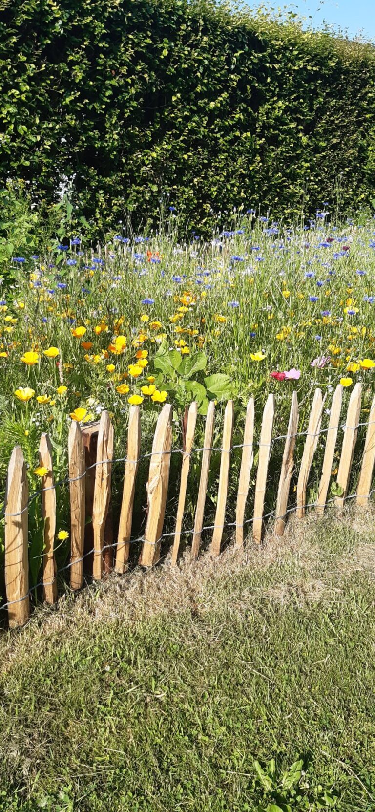 Frans schapenhek kastanje 50 hoog, latafstand 4 cm, 10m rol en kastanje paal 100 cm lang, diameter 7/9 cm gepunt, bloemen