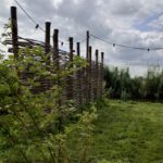 Wilgentenen per bos (18-20 tenen) en Kastanje paal 300 cm lang, diam. 7-9 cm, gepunt