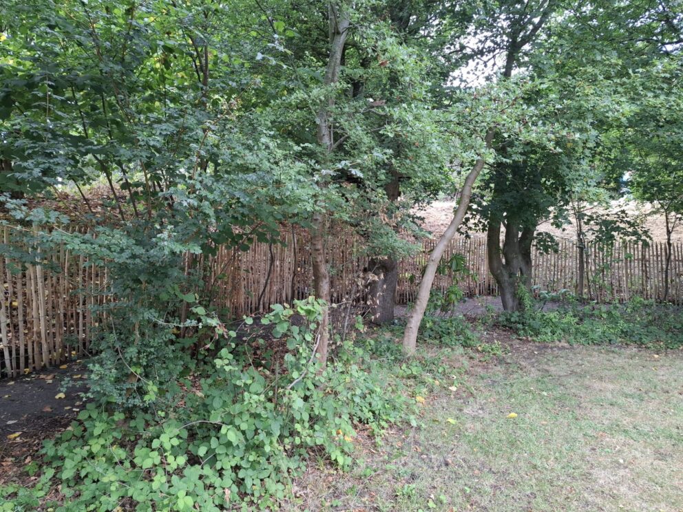 Frans schapenhek kastanje 150 hoog, latafstand 4 cm, 2x 5m rol