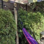 Robinia paal 300 cm lang, diam. 12-14 cm,geschild gepunt, hangmat