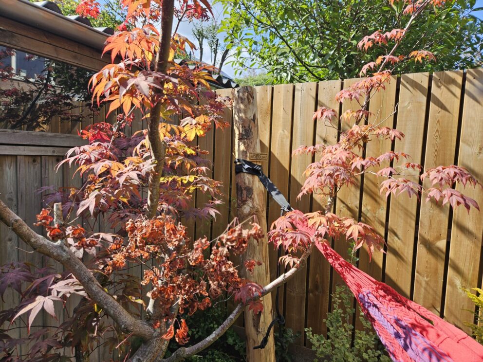 Robinia paal 300 cm lang, diam. 12-14 cm,geschild gepunt, hangmat