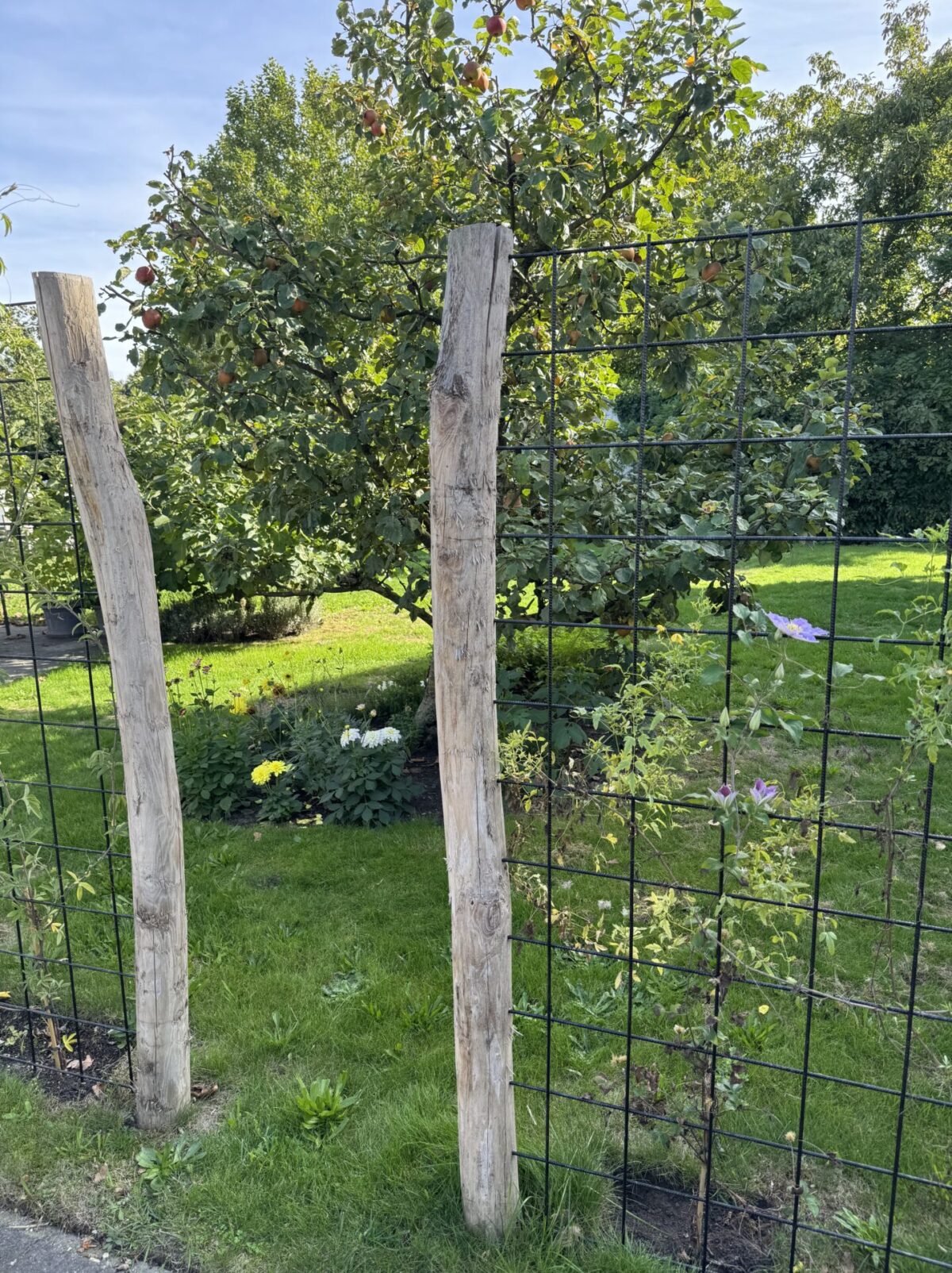 Robinia paal 250 cm lang, diam. 10-12 cm geschild gepunt en Robinia paal 200 cm lang, diam. 10-12 cm,geschild gepunt, plantenklimrek, natuurlijke afscherming