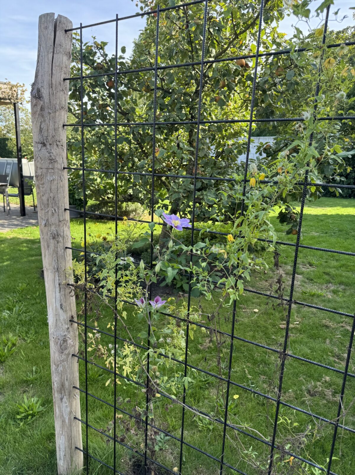 Robinia paal 250 cm lang, diam. 10-12 cm geschild gepunt en Robinia paal 200 cm lang, diam. 10-12 cm,geschild gepunt, plantenklimrek, natuurlijke afscherming
