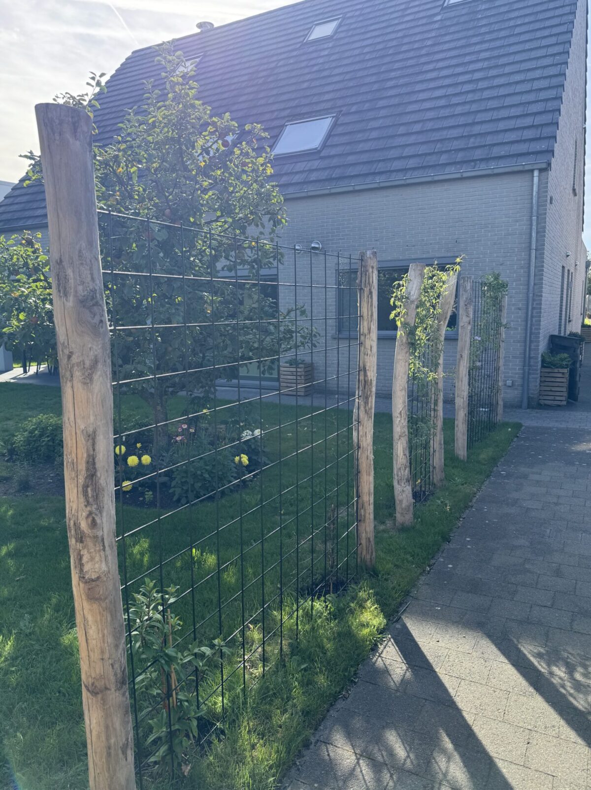 Robinia paal 250 cm lang, diam. 10-12 cm geschild gepunt en Robinia paal 200 cm lang, diam. 10-12 cm,geschild gepunt, plantenklimrek, natuurlijke afscherming